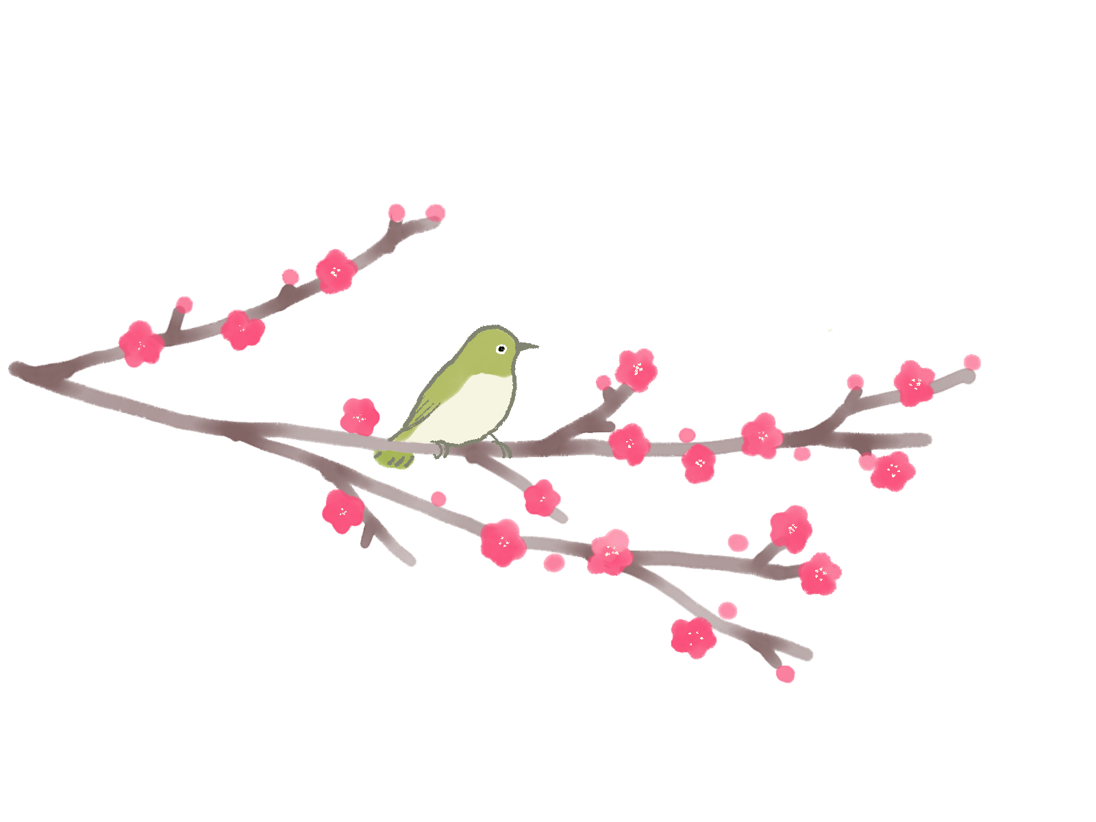 梅の花とメジロのイラスト