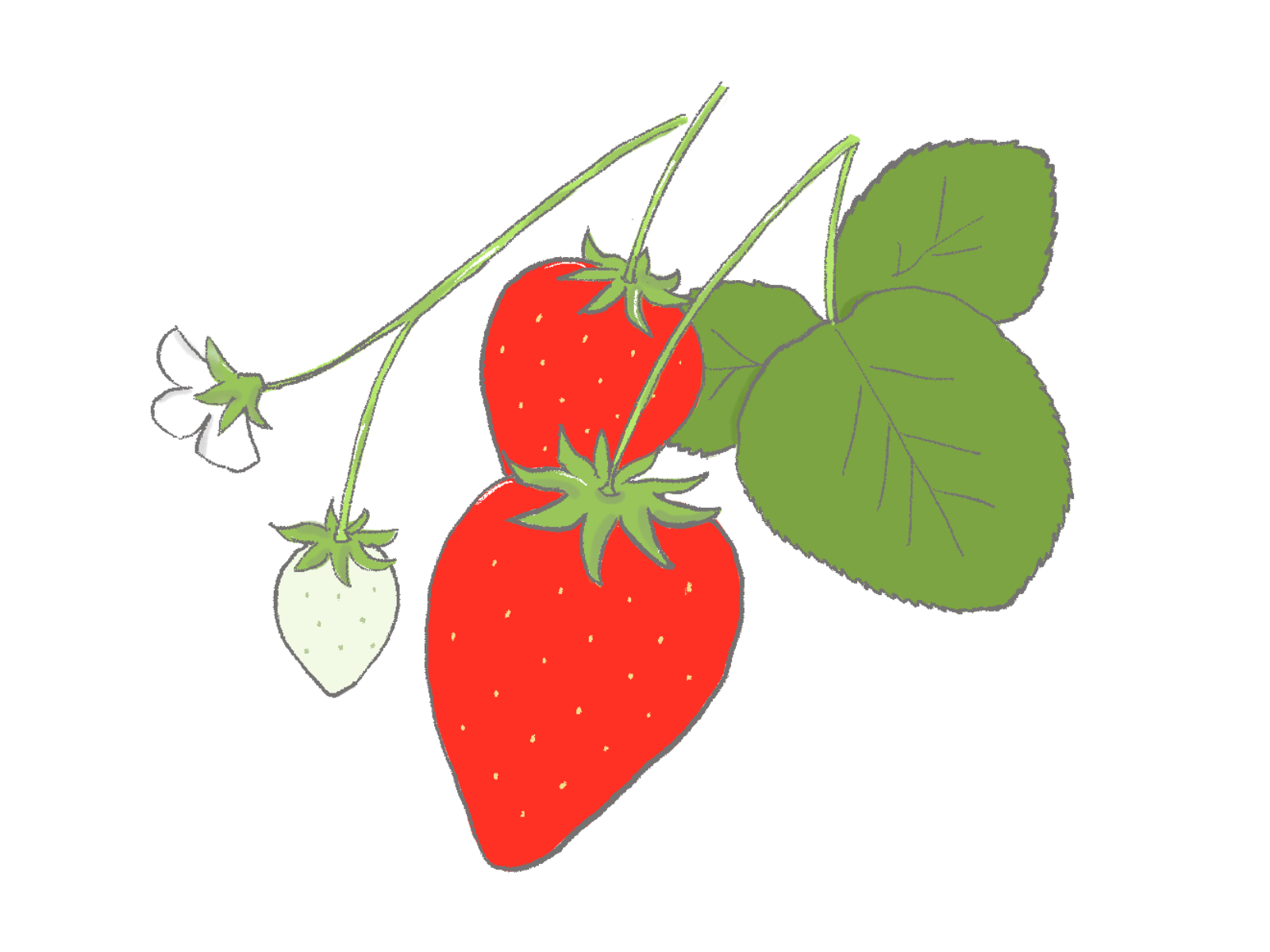 いちごのイラスト｜さしえや