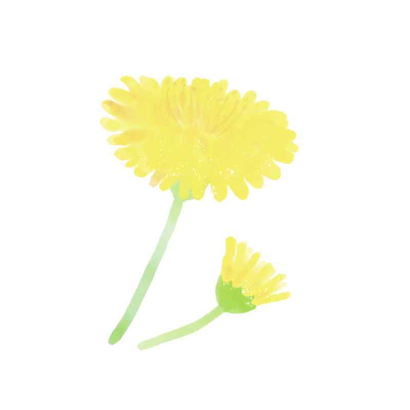 たんぽぽの花のイラスト｜さしえやフリー素材