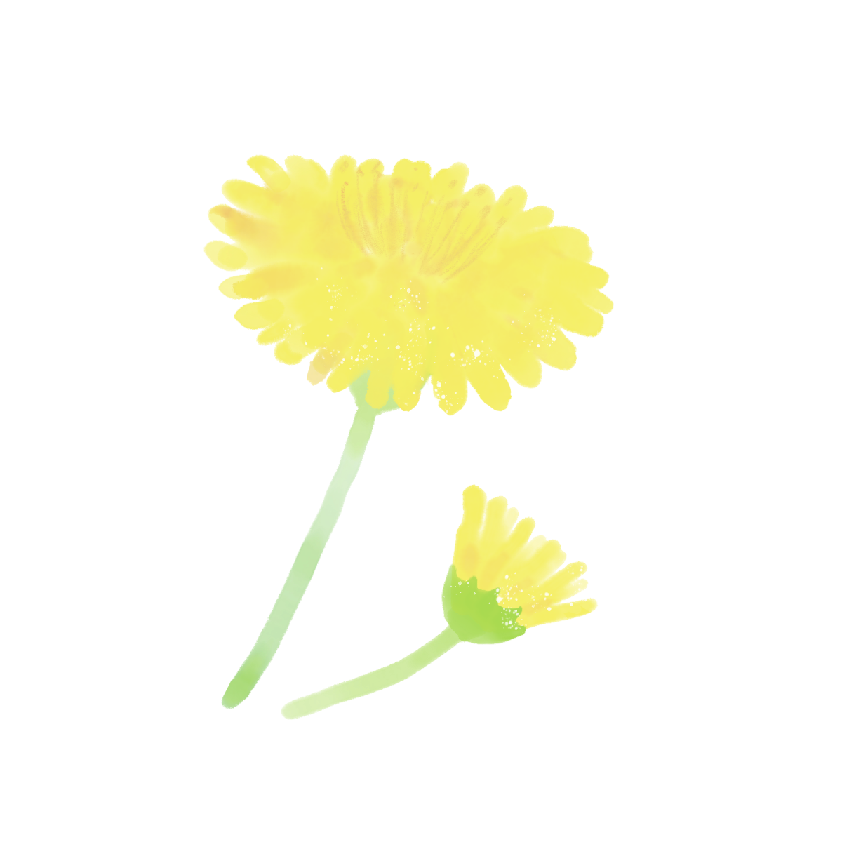 たんぽぽの花のイラスト|さしえやフリー素材