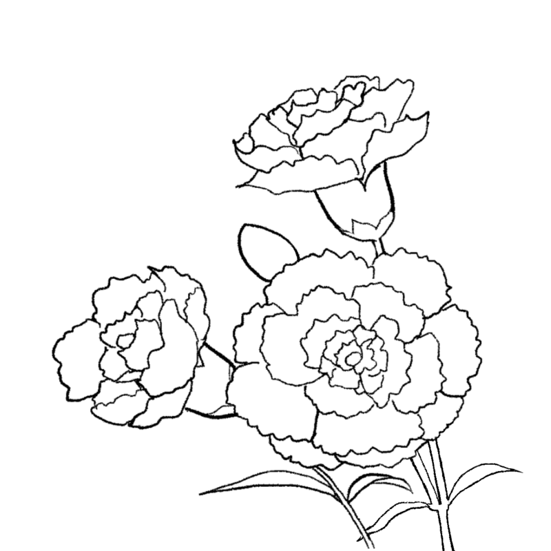線画・カーネーションのイラスト｜さしえやフリー素材