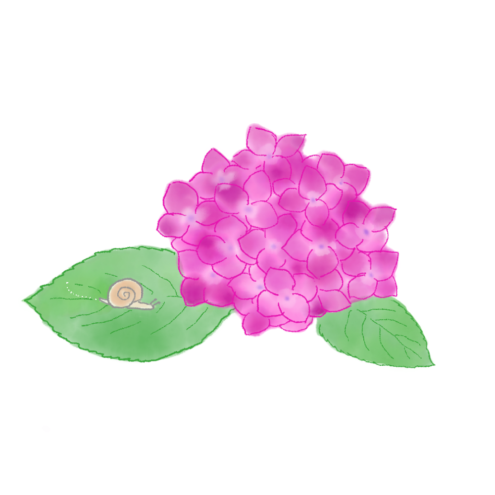 カタツムリとアジサイのイラスト｜さしえや