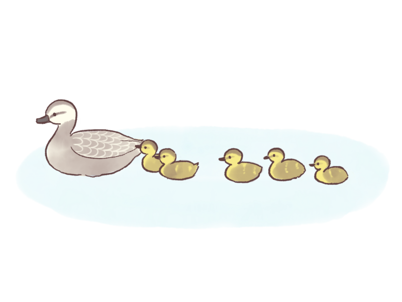 カルガモの親子のイラスト|さしえや